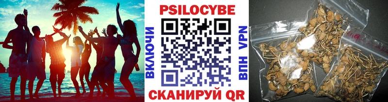 Псилоцибиновые грибы Psilocybe  OMG   Шенкурск 